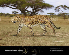 Гипотетическая эволюционная история Panthera pardus (часть 1)
