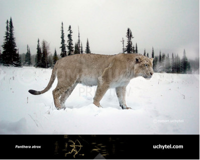 American lion (Panthera atrox)