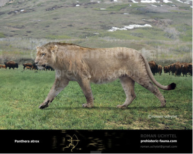 American lion (Panthera atrox)