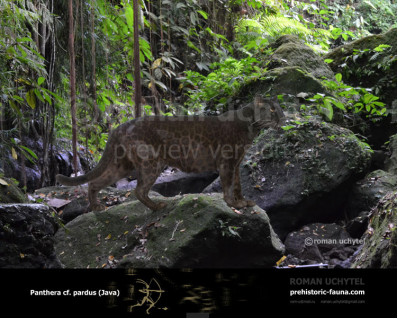 Гипотетическая эволюционная история Panthera pardus (часть 4)