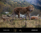 Mosbach lion (Panthera leo fossilis)