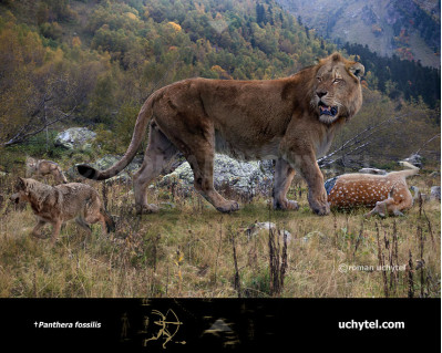 Mosbach lion (Panthera leo fossilis)