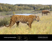 European Jaguar (Panthera gombaszoegensis)
