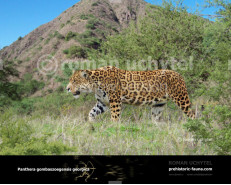 Panthera gombaszoegensis georgica