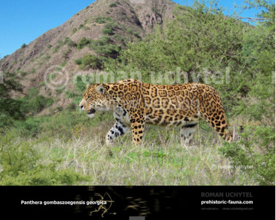 Panthera gombaszoegensis georgica