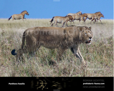 Mosbach lion (Panthera leo fossilis)
