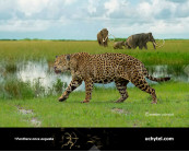 Pleistocene North American jaguar (Panthera onca augusta)