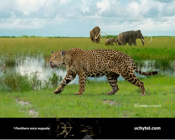 Pleistocene North American jaguar (Panthera onca augusta) Pleistocene North American jaguar (Panthera onca augusta)