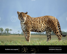 Pleistocene North American jaguar (Panthera onca augusta)