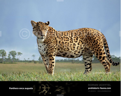 Pleistocene North American jaguar (Panthera onca augusta)