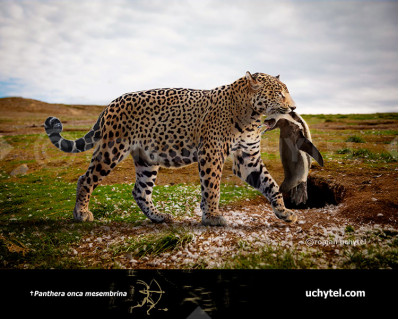 Pleistocene South American jaguar (Panthera onca mesembrina)