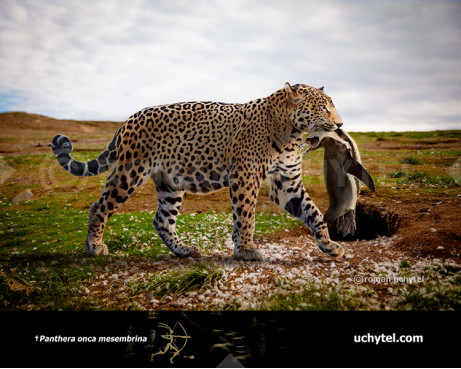 Pleistocene South American jaguar (Panthera onca mesembrina)