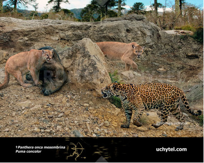 Pleistocene South American jaguar (Panthera onca mesembrina)