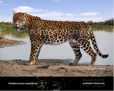 Pleistocene South American jaguar (Panthera onca mesembrina)