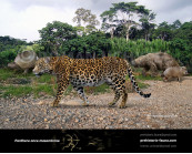 Pleistocene South American jaguar (Panthera onca mesembrina)