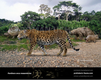 Pleistocene North American jaguar (Panthera onca augusta) image buy Uchytel