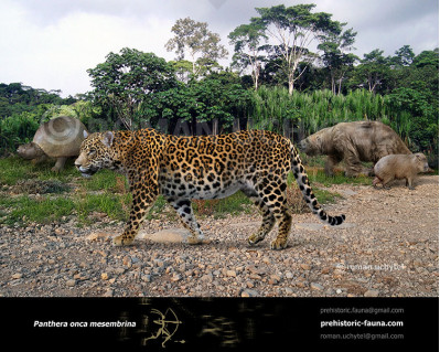 Pleistocene South American jaguar (Panthera onca mesembrina)