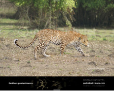 Гипотетическая эволюционная история Panthera pardus (часть 2)