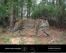 Гипотетическая эволюционная история Panthera pardus (часть 4)