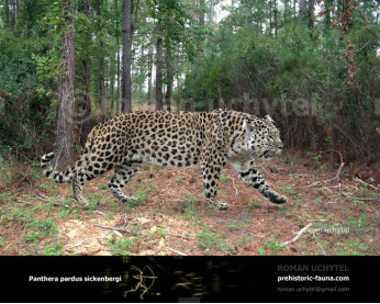 Гипотетическая эволюционная история Panthera pardus (часть 4)