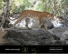 Гипотетическая эволюционная история Panthera pardus (часть 3)