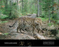 Гипотетическая эволюционная история Panthera pardus (часть 5)
