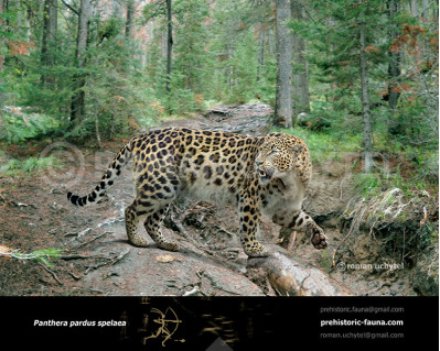 Panthera pardus spelaea