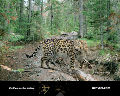 Гипотетическая эволюционная история Panthera pardus (часть 5)