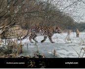 Panthera pardus spelaea