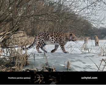 Panthera pardus spelaea Panthera pardus spelaea