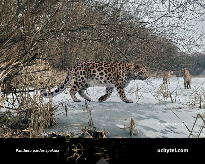 Panthera pardus spelaea Panthera pardus spelaea