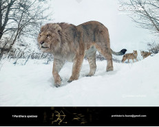 Panthera spelaea (Cave lion)