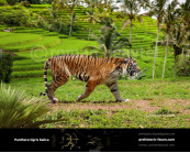 Bali tiger