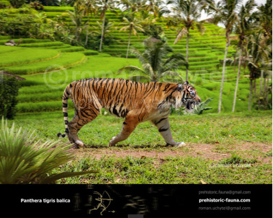 Bali tiger