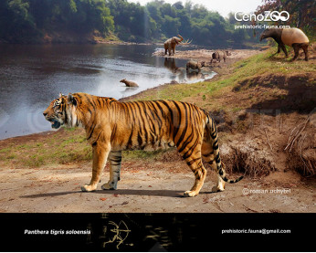 Longdan tiger (Panthera zdanskyi) image buy Uchytel