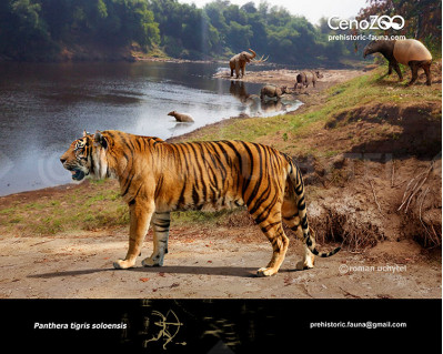 Ngandong Tiger (Panthera tigris soloensis)