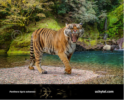 Ngandong Tiger (Panthera tigris soloensis)