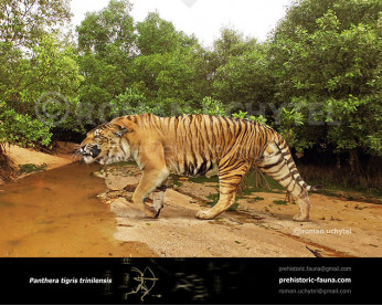 Longdan tiger (Panthera zdanskyi) image buy Uchytel