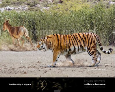 Caspian tiger (Panthera tigris virgata)