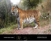 Caspian tiger (Panthera tigris virgata)