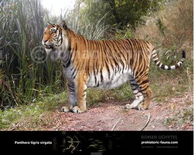 Caspian tiger (Panthera tigris virgata)