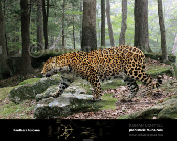 Pleistocene North American jaguar (Panthera onca augusta) image buy Uchytel