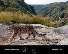 European snow leopard