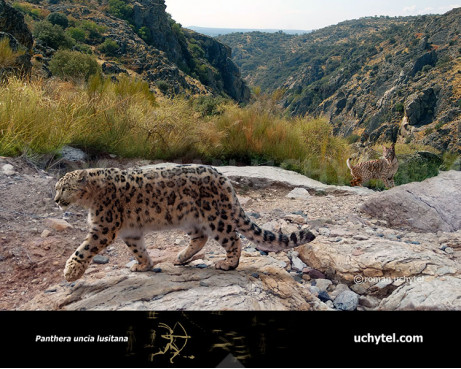 European snow leopard