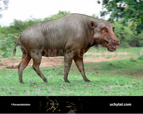 Paraentelodon