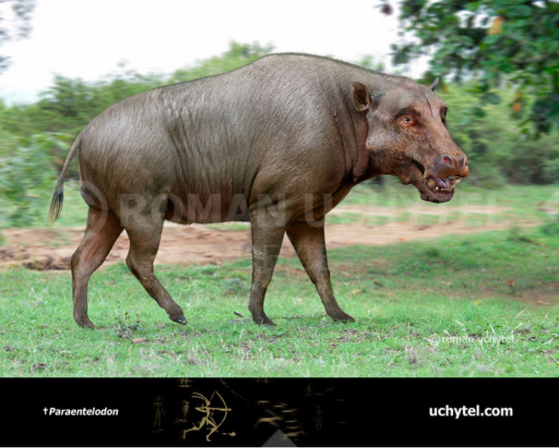 Paraentelodon Paraentelodon