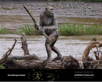 Paranthropus boisei