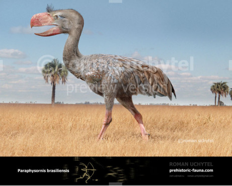 Paraphysornis brasiliensis