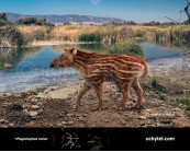 Plagiolophus