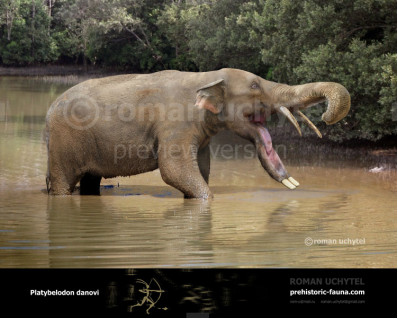 Platybelodon